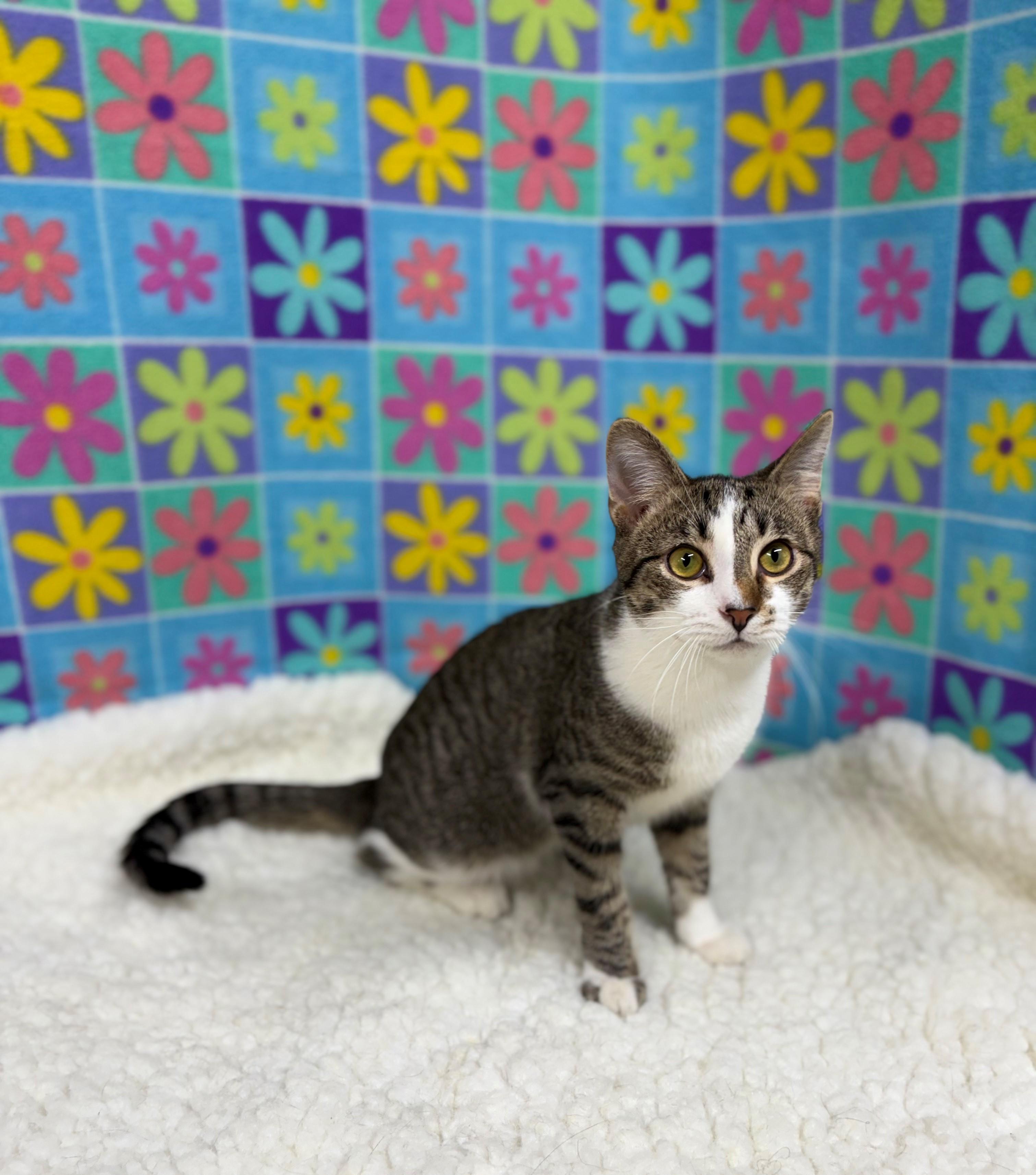 Simon, a Adoptable mixed breed in Upper Sandusky, OH image 4/6