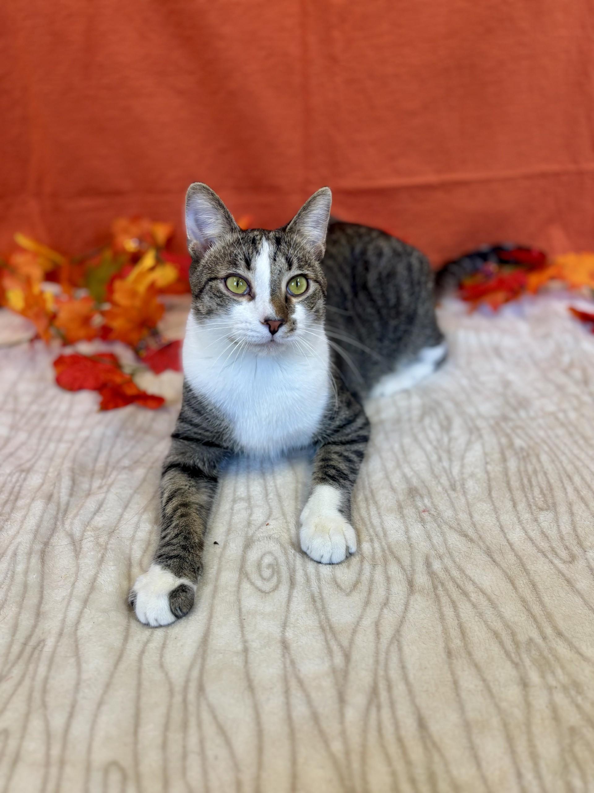 Simon, a Adoptable mixed breed in Upper Sandusky, OH image 1/6