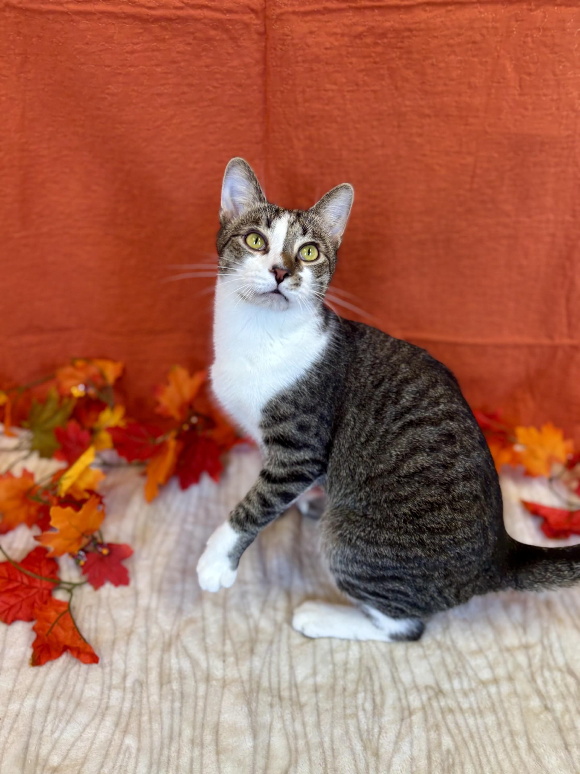 Simon, a Adoptable mixed breed in Upper Sandusky, OH image 3/6