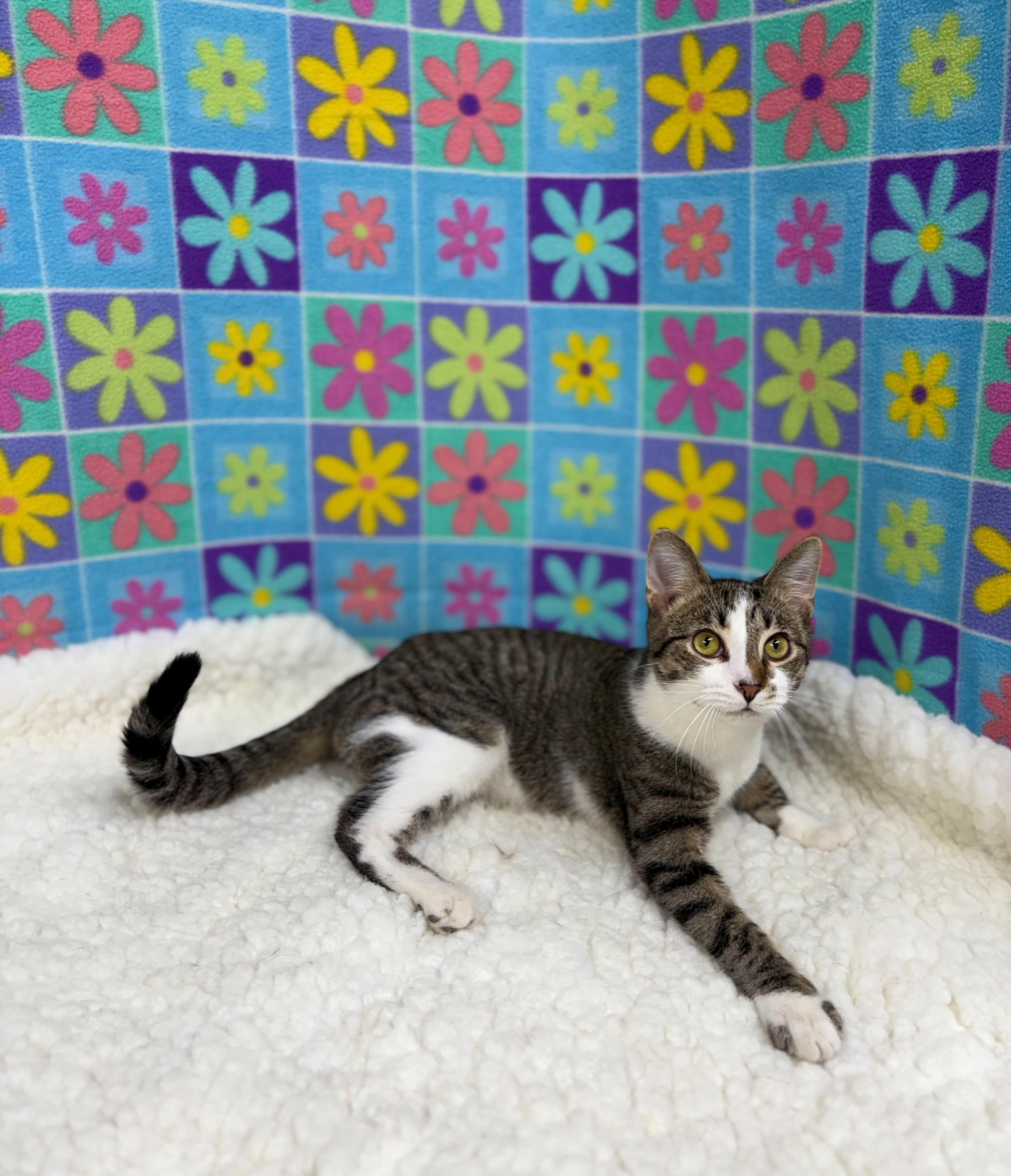 Simon, a Adoptable mixed breed in Upper Sandusky, OH image 5/6