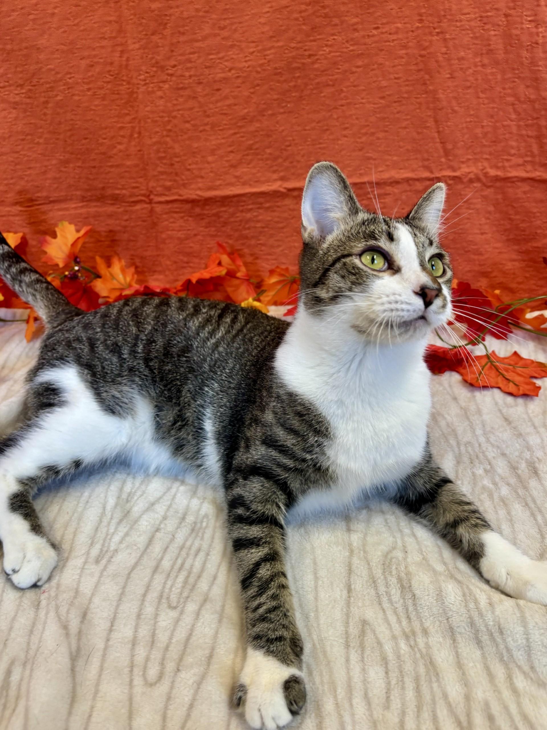 Simon, a Adoptable mixed breed in Upper Sandusky, OH image 2/6