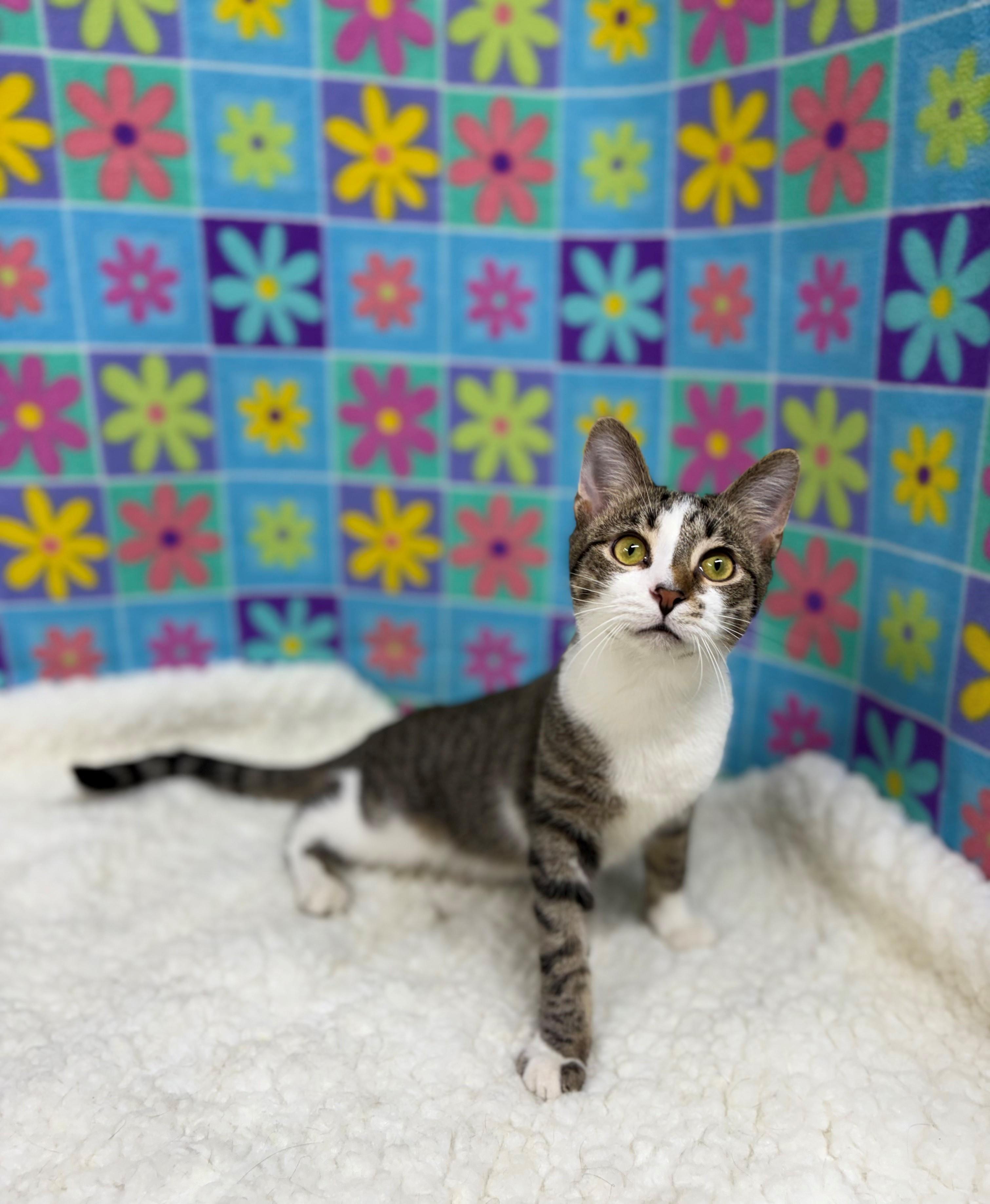 Simon, Young Male Domestic Short Hair
