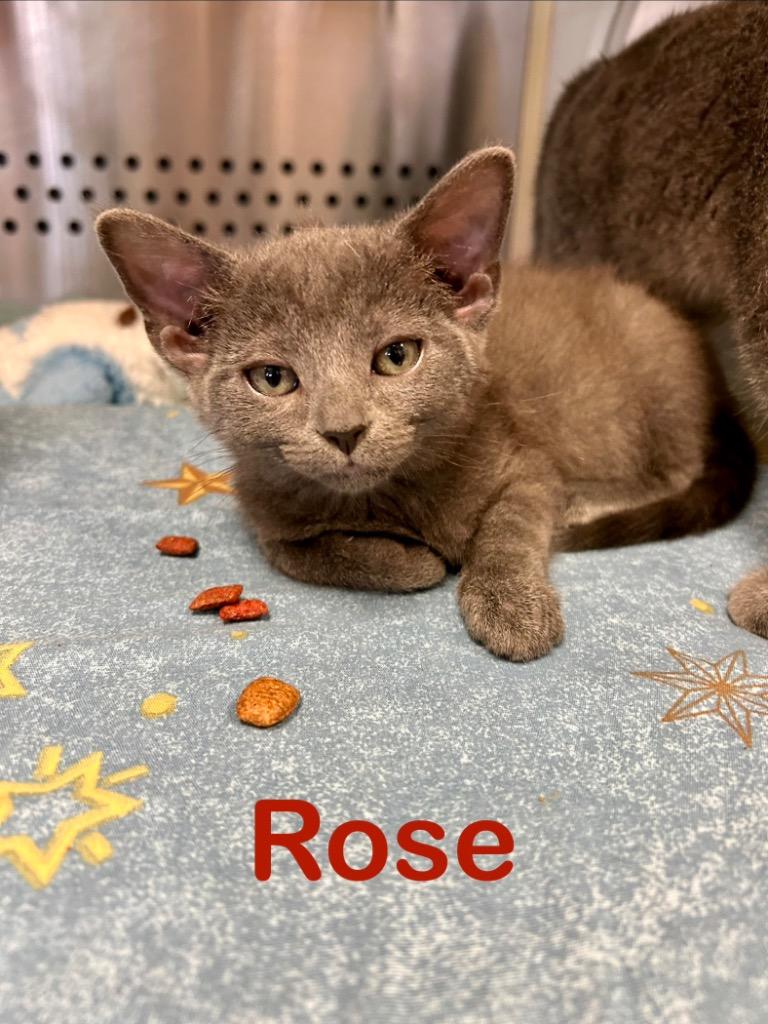Enlarge Rose, a Adoptable mixed breed in West Union, OH image 1/1