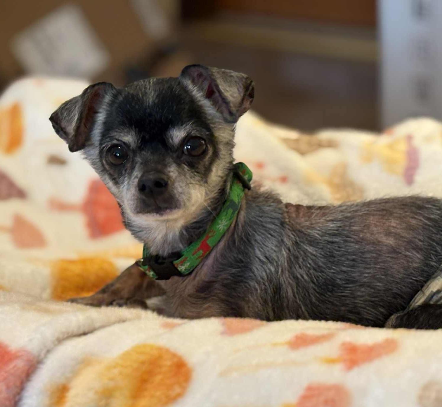 Enlarge Guapo, a ADOPTABLE Chihuahua in Mount Bethel, PA image 1/5