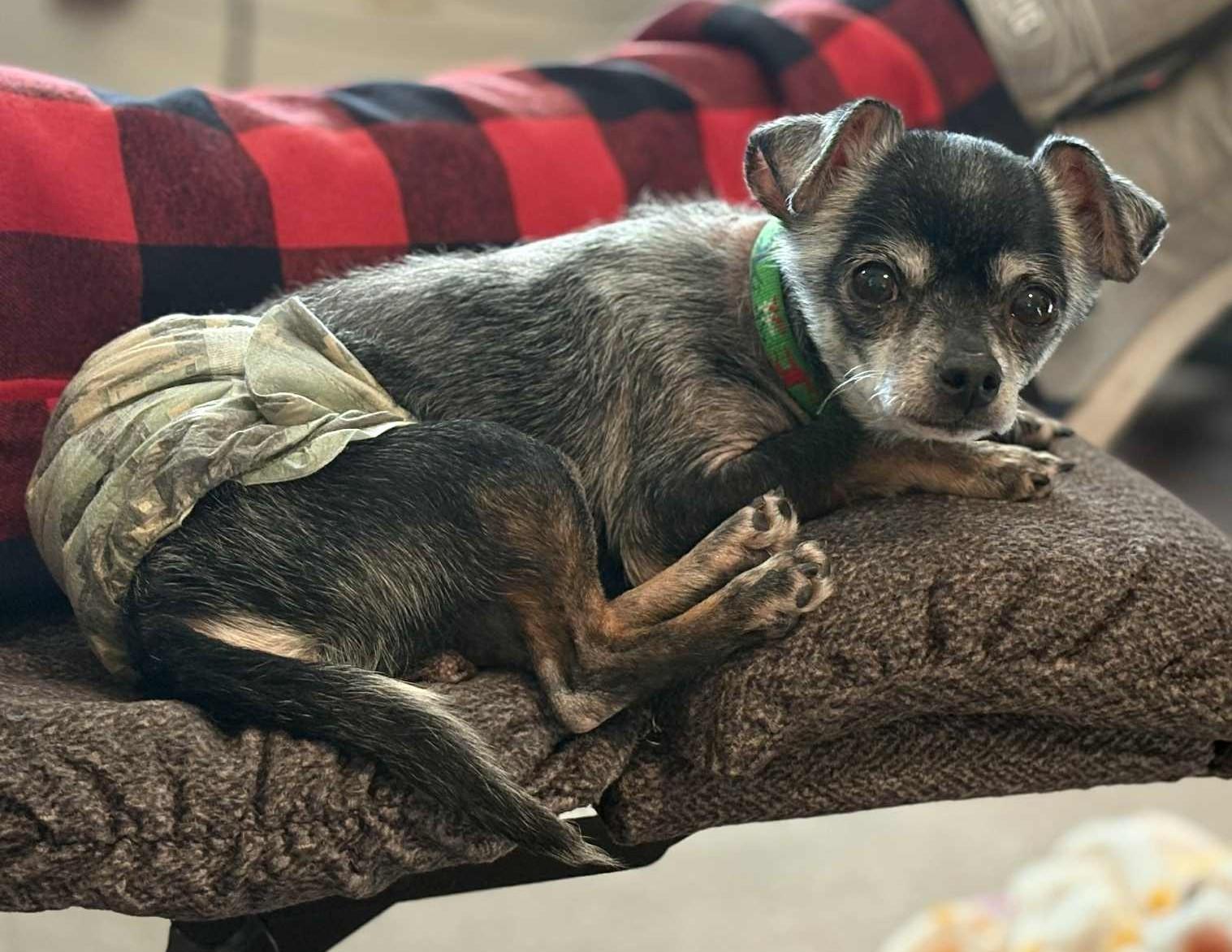 Enlarge Guapo, a ADOPTABLE Chihuahua in Mount Bethel, PA image 4/5