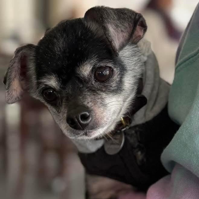 Enlarge Guapo, a ADOPTABLE Chihuahua in Mount Bethel, PA image 1/6