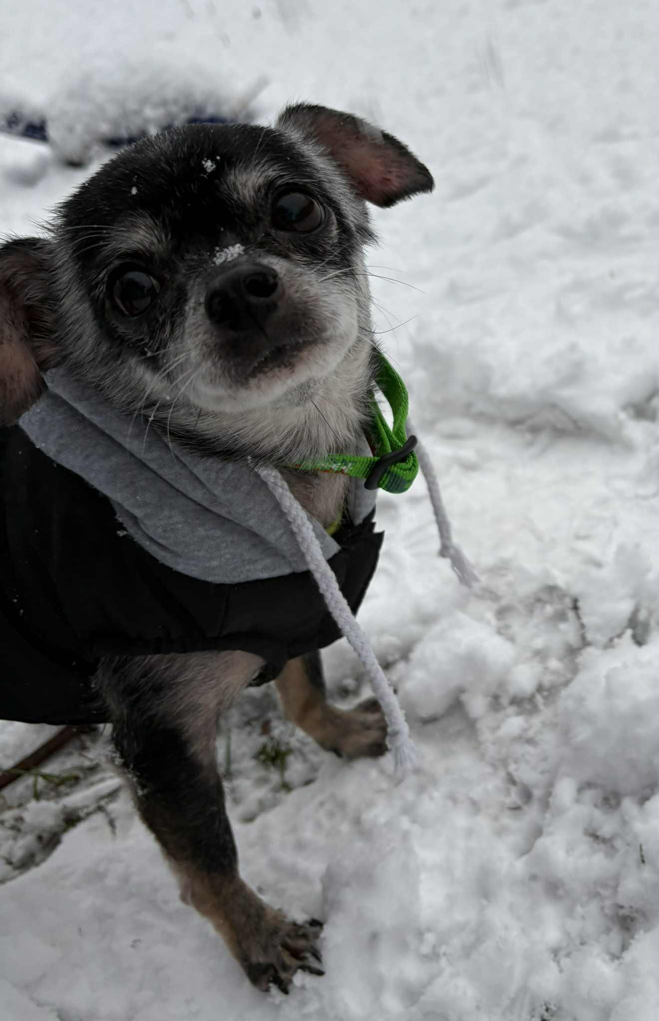 Enlarge Guapo, a ADOPTABLE Chihuahua in Mount Bethel, PA image 2/5
