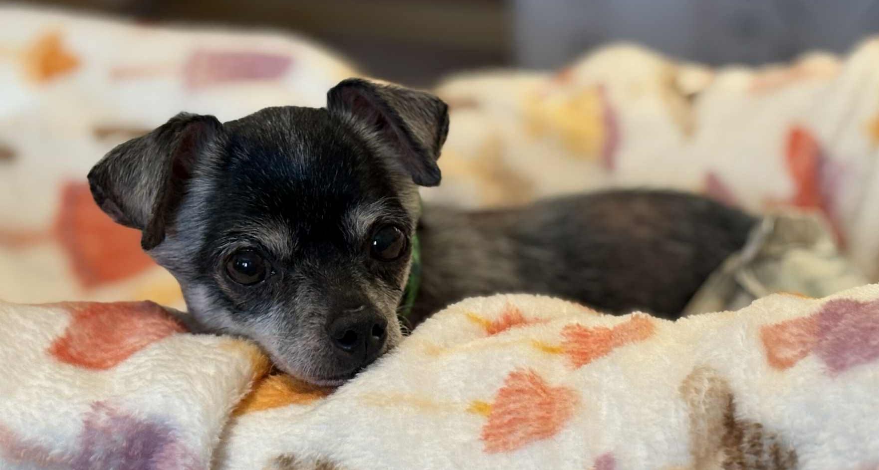 Enlarge Guapo, a ADOPTABLE Chihuahua in Mount Bethel, PA image 5/5