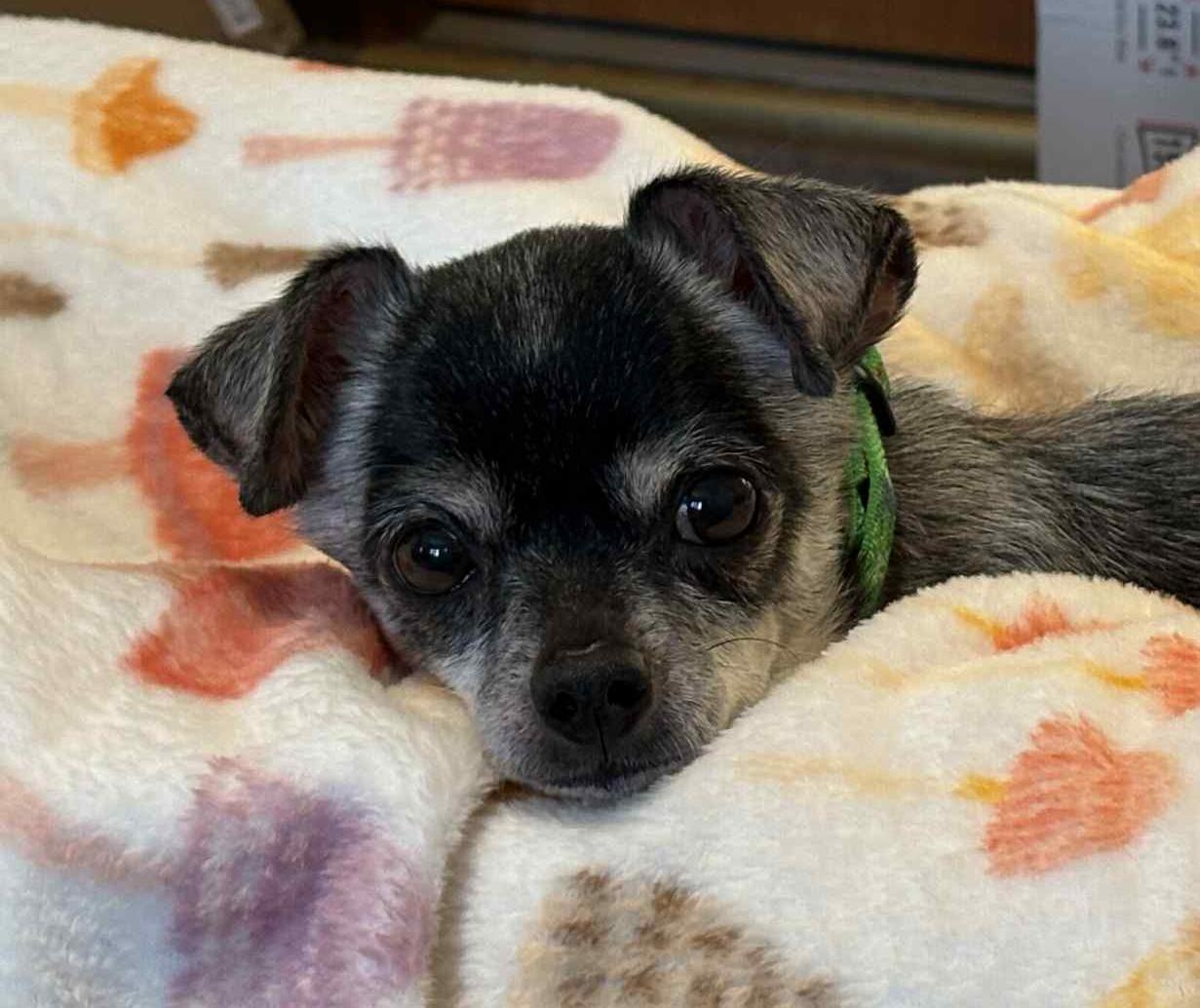 Enlarge Guapo, a ADOPTABLE Chihuahua in Mount Bethel, PA image 3/5