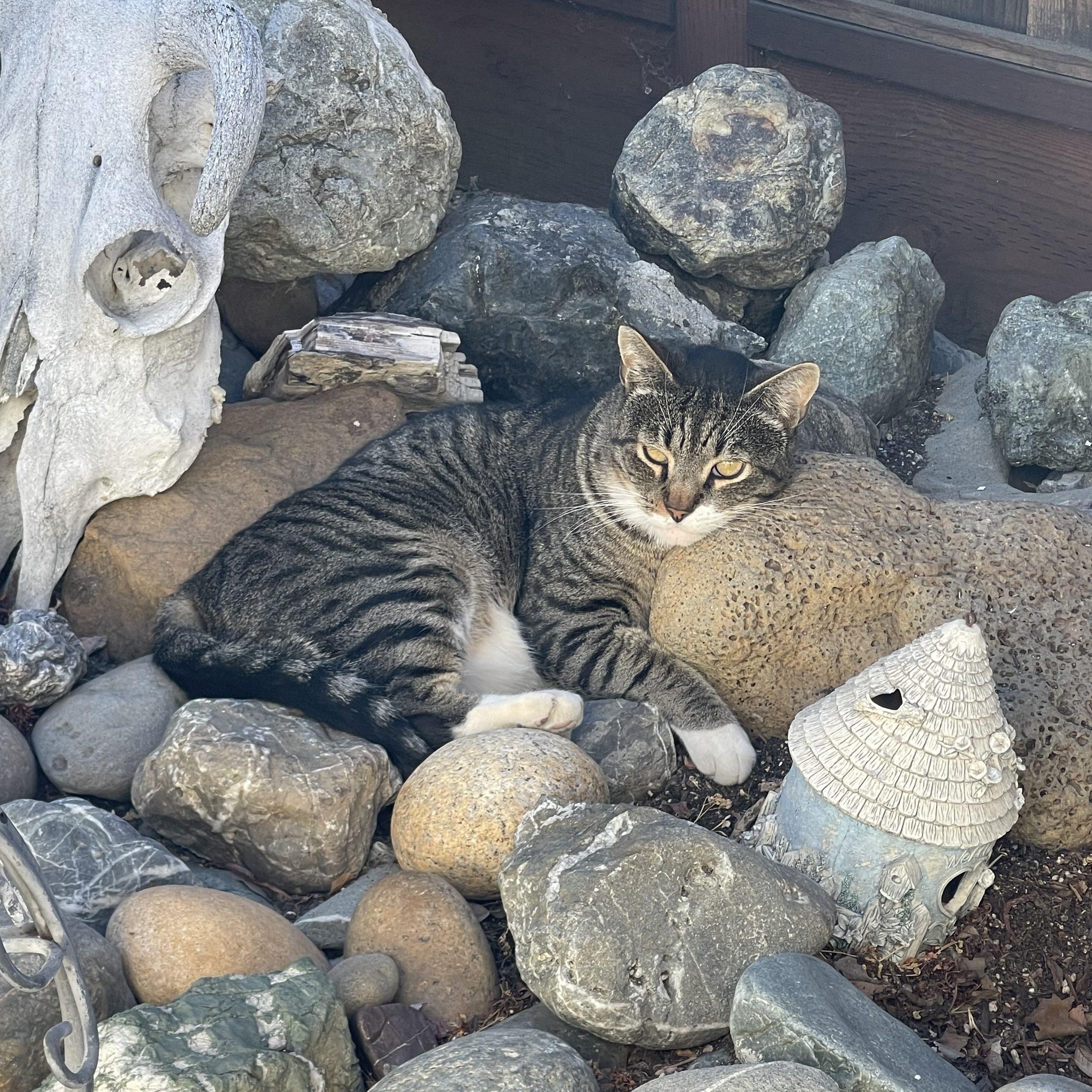 Enlarge Tiger (Courtesy Post), a Adoptable mixed breed in Hollister, CA image 2/4