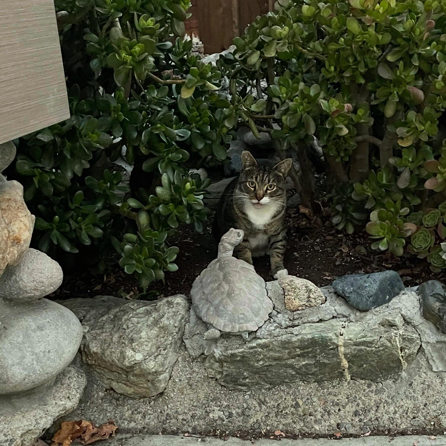 Enlarge Tiger (Courtesy Post), a Adoptable mixed breed in Hollister, CA image 3/4