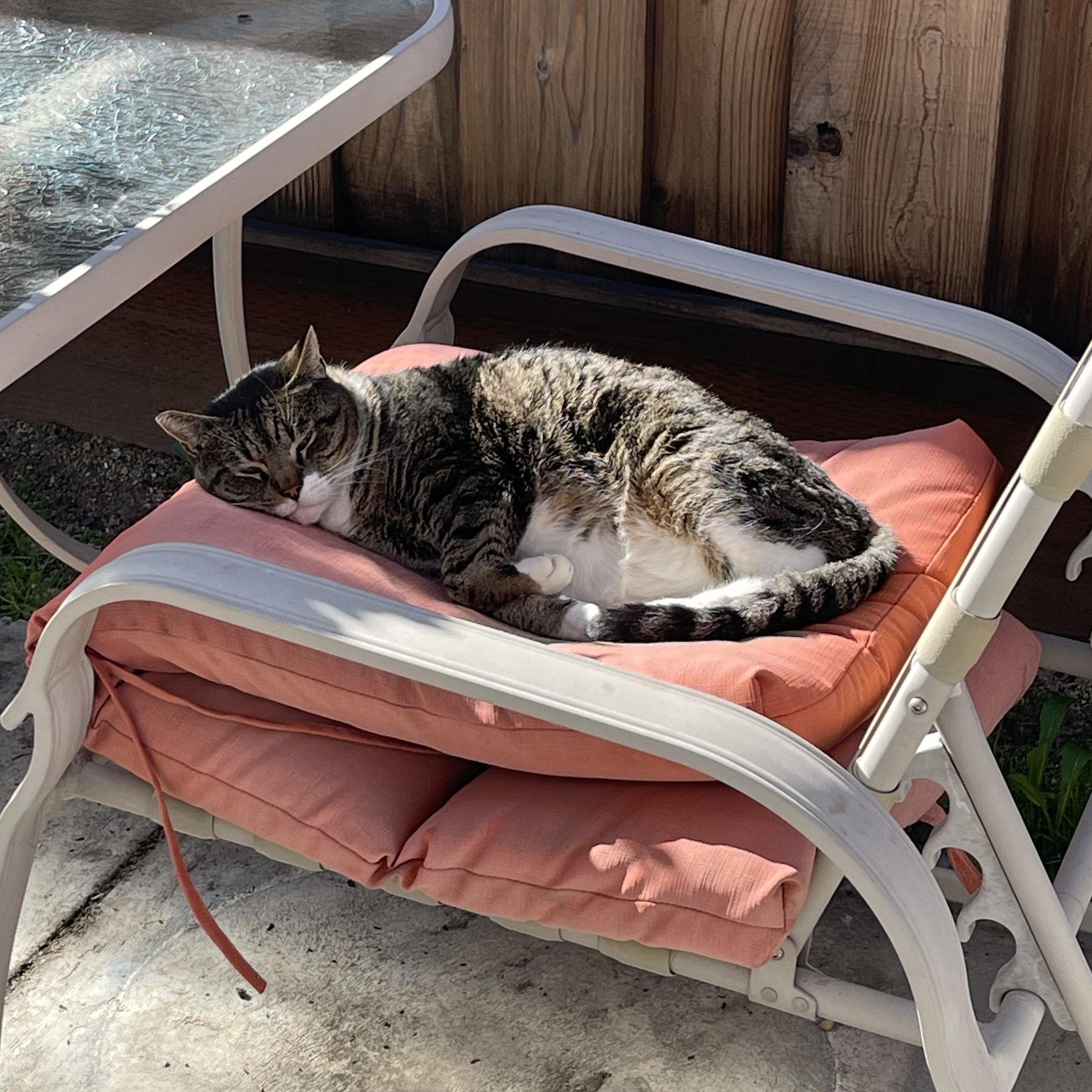 Enlarge Tiger (Courtesy Post), a Adoptable mixed breed in Hollister, CA image 4/4