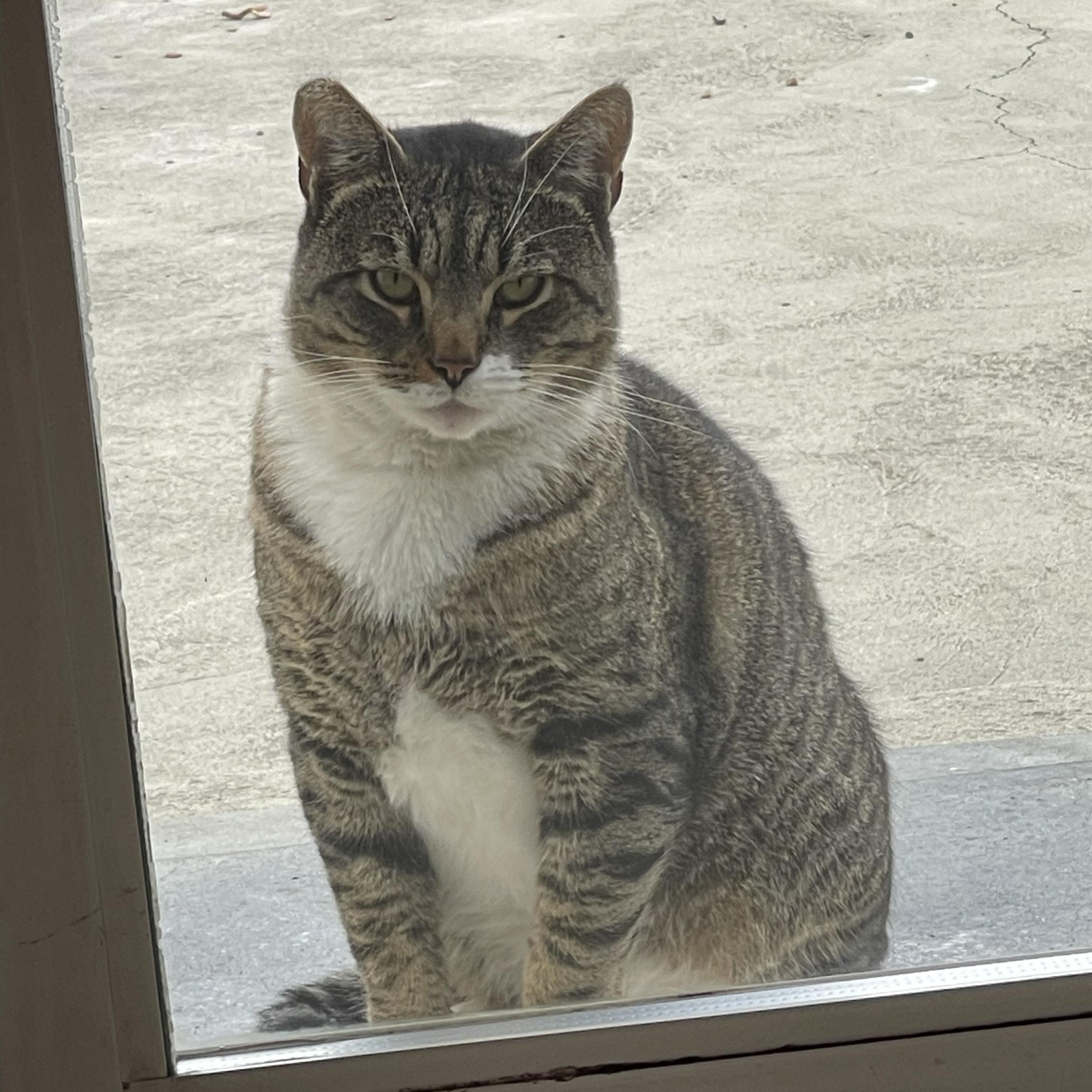 Enlarge Tiger (Courtesy Post), a Adoptable mixed breed in Hollister, CA image 1/4