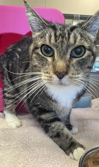 Enlarge RAYMOND, a Adoptable Domestic Short Hair in Auburn, CA image 1/1