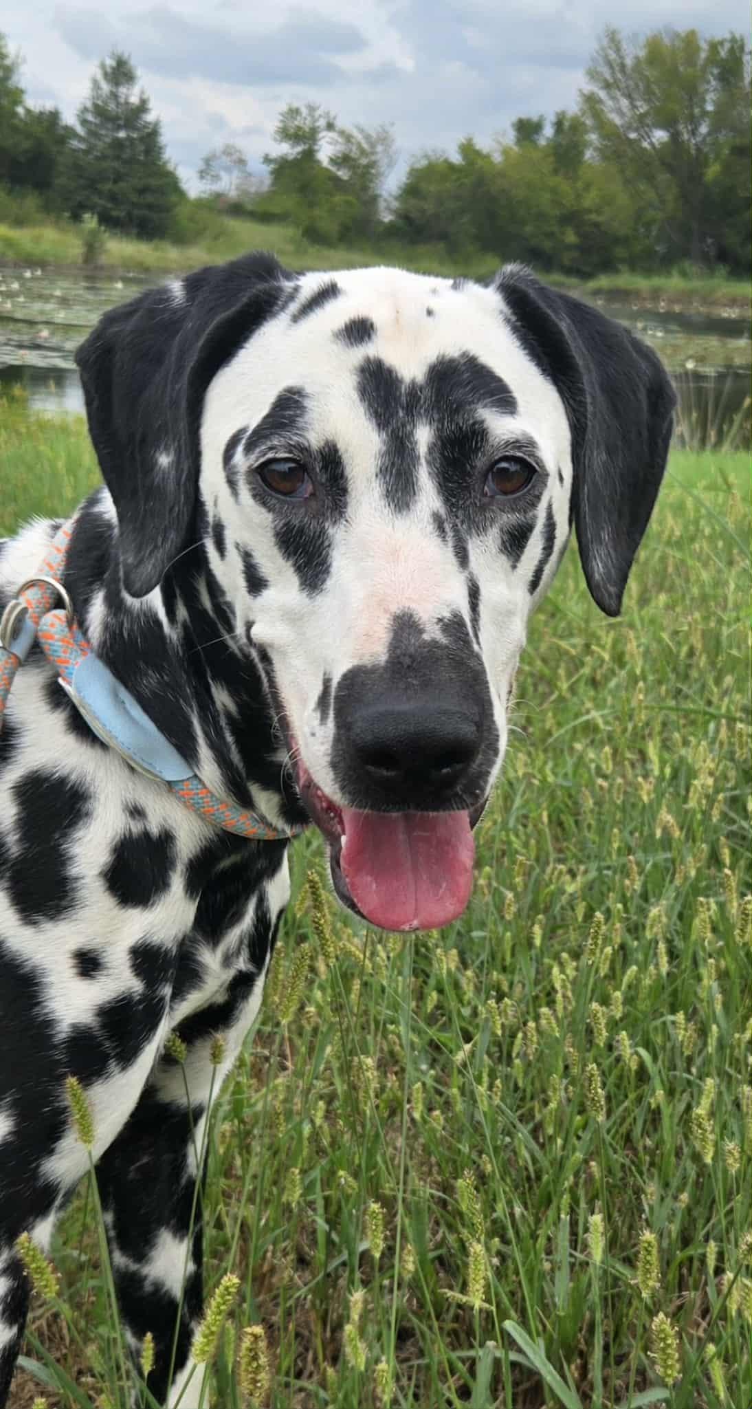Layla, a Adoptable Dalmatian in Mounds, OK image 2/6