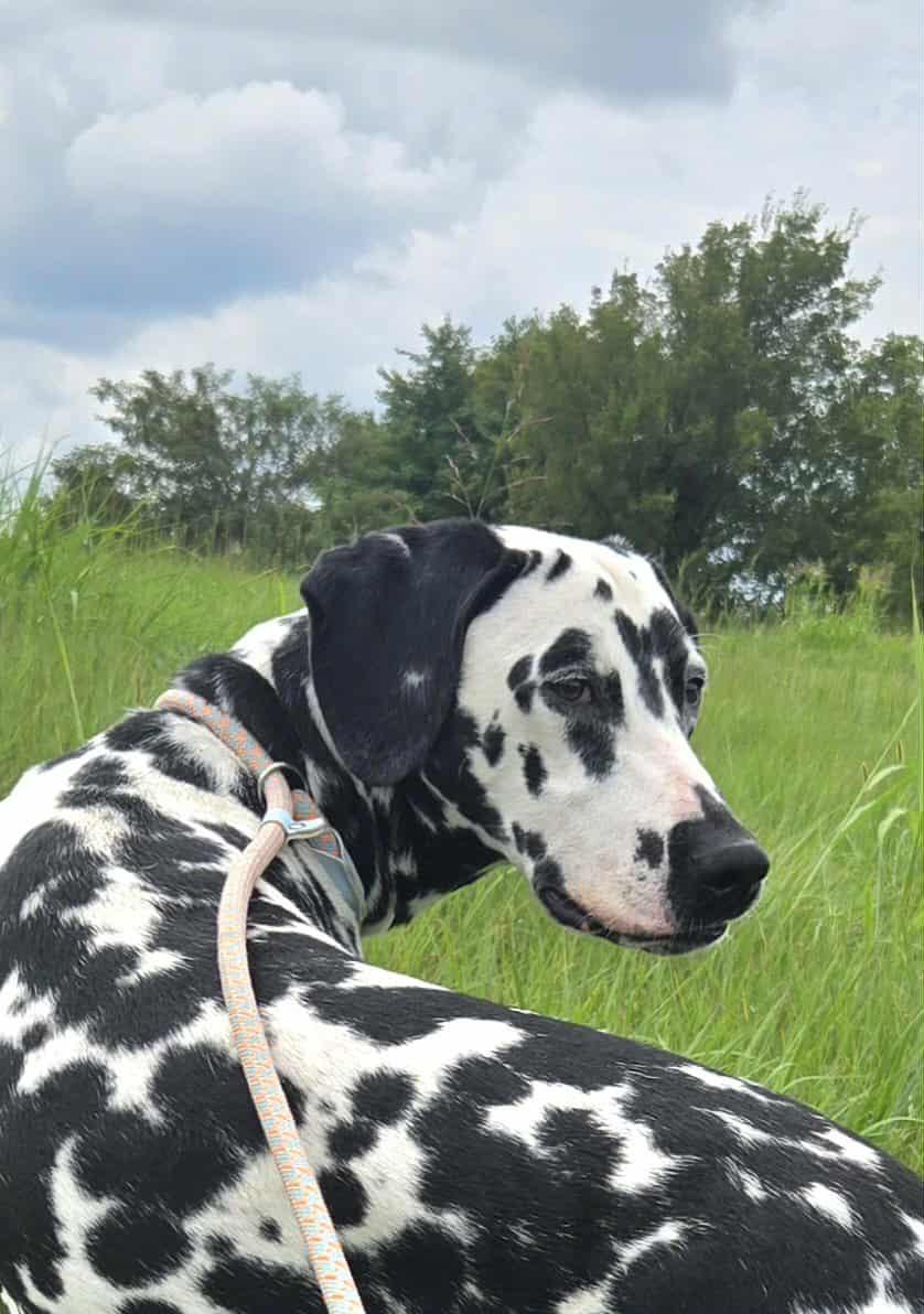 Layla, a Adoptable Dalmatian in Mounds, OK image 3/6