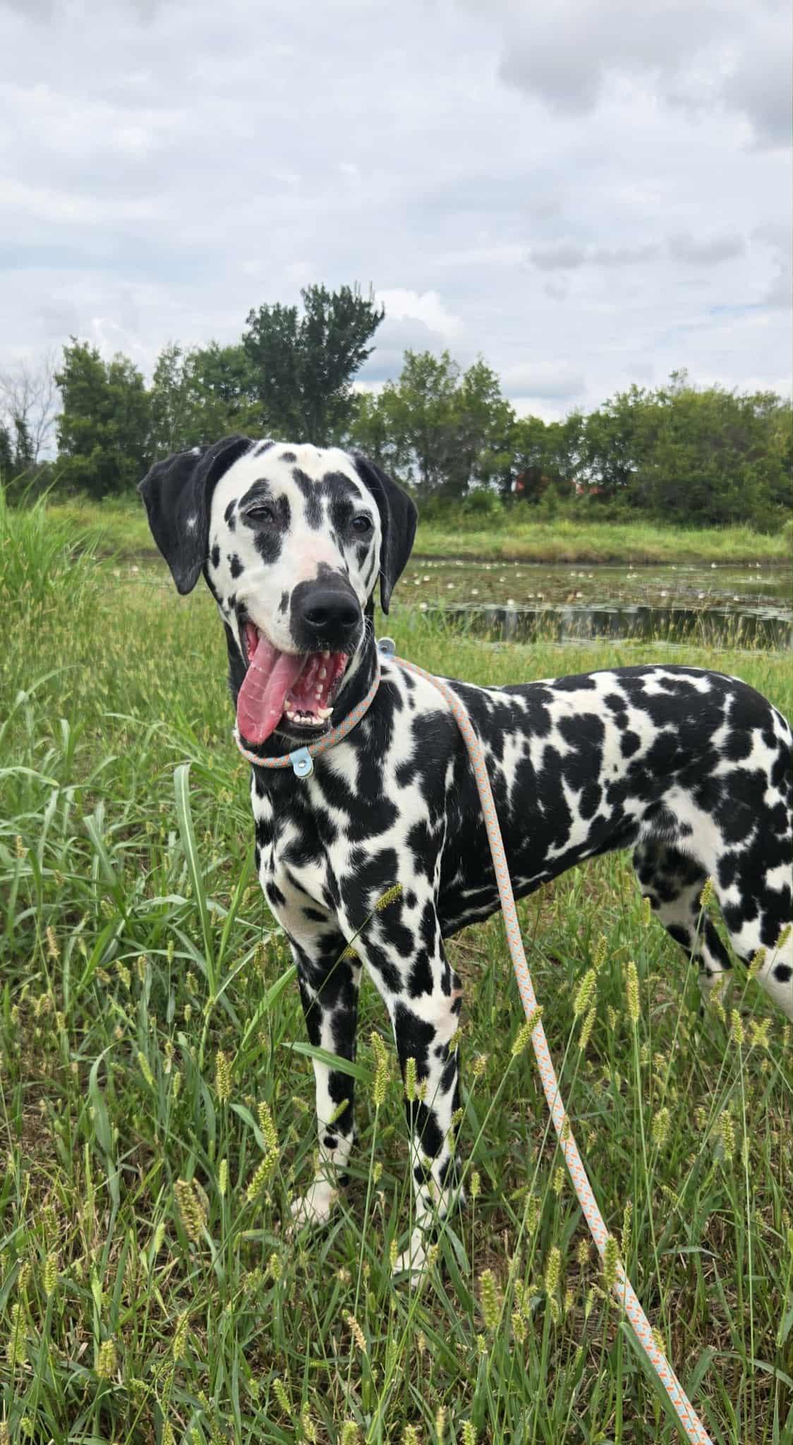 Layla, a Adoptable Dalmatian in Mounds, OK image 4/6
