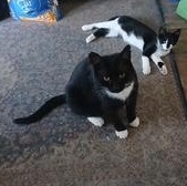 Bobby, ADOPTABLE, Adult Male Domestic Short Hair.