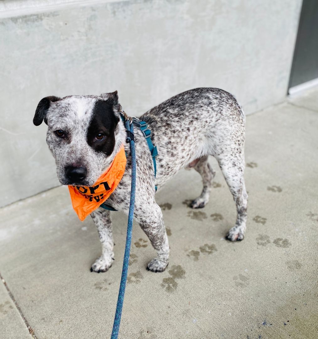 Enlarge Blue, a Adoptable mixed breed in lynnwood , WA image 2/6