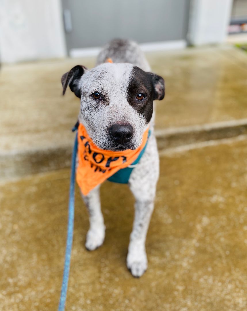 Blue, Adoptable, Adult Male Australian Cattle Dog / Blue Heeler & Pit Bull Terrier.