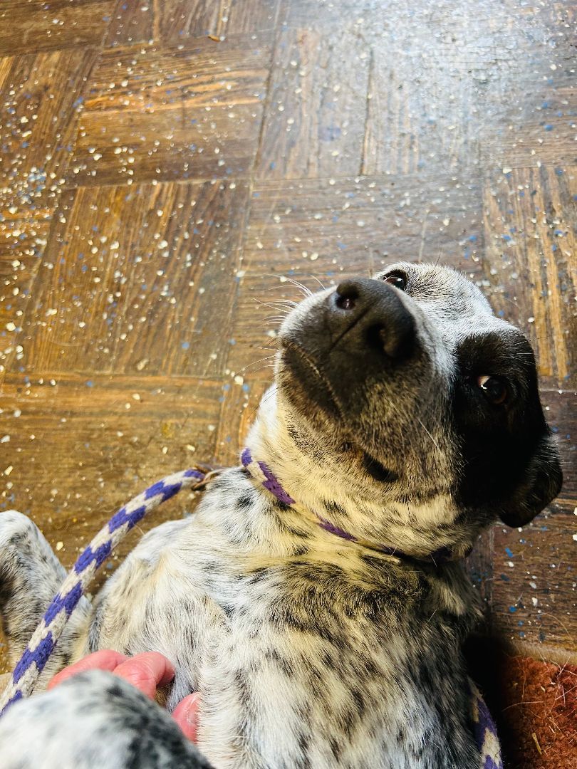 Enlarge Blue, a Adoptable mixed breed in lynnwood , WA image 3/6