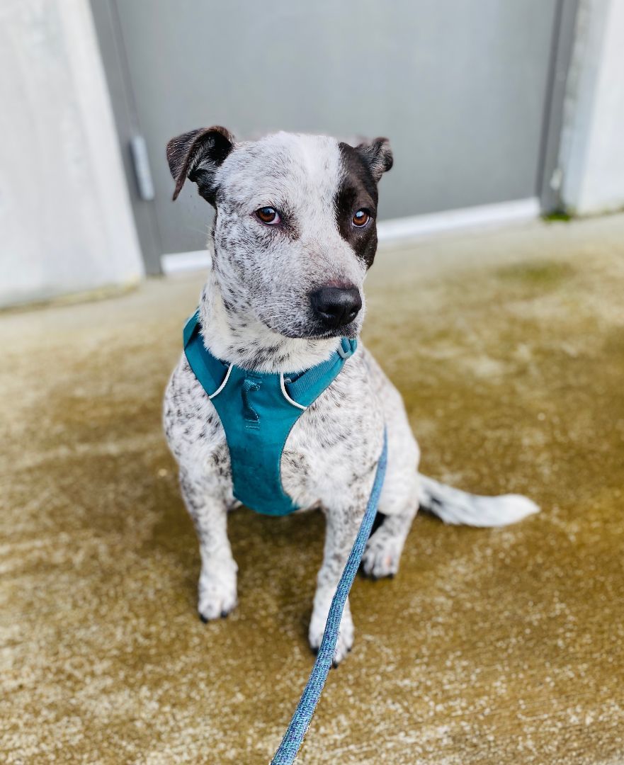 Enlarge Blue, a Adoptable mixed breed in lynnwood , WA image 4/6