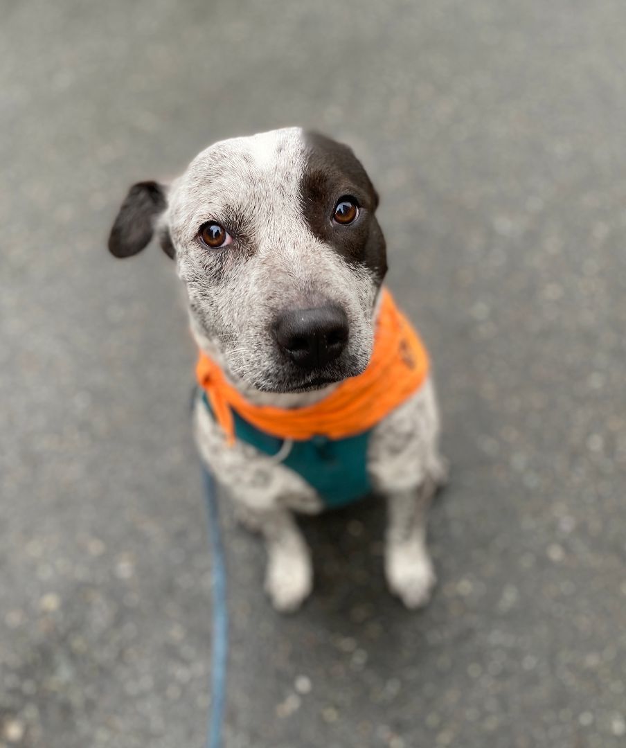 Enlarge Blue, a Adoptable mixed breed in lynnwood , WA image 5/6
