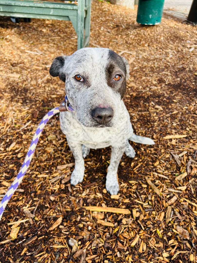 Enlarge Blue, a Adoptable mixed breed in lynnwood , WA image 6/6