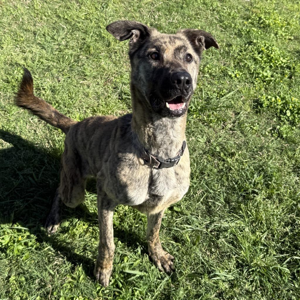 Enlarge Allison, a Adoptable mixed breed in Brenham, TX image 2/6