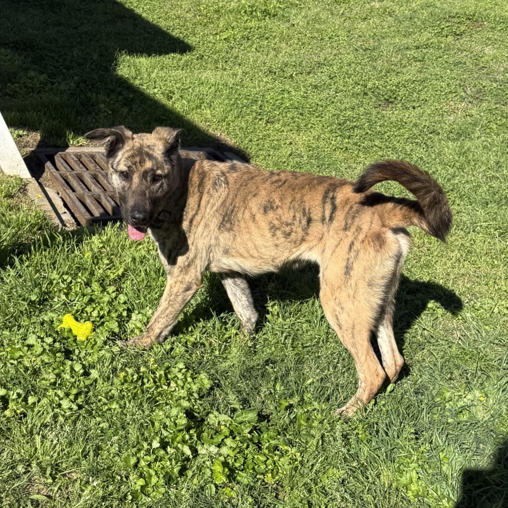 Enlarge Allison, a Adoptable mixed breed in Brenham, TX image 3/6
