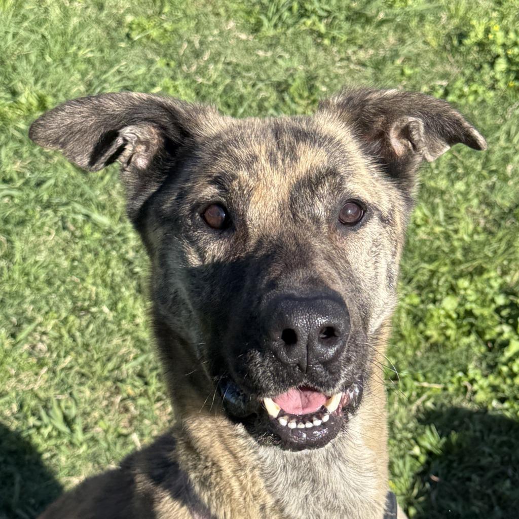 Allison, Adoptable, Adult Female Shepherd & Mixed Breed.