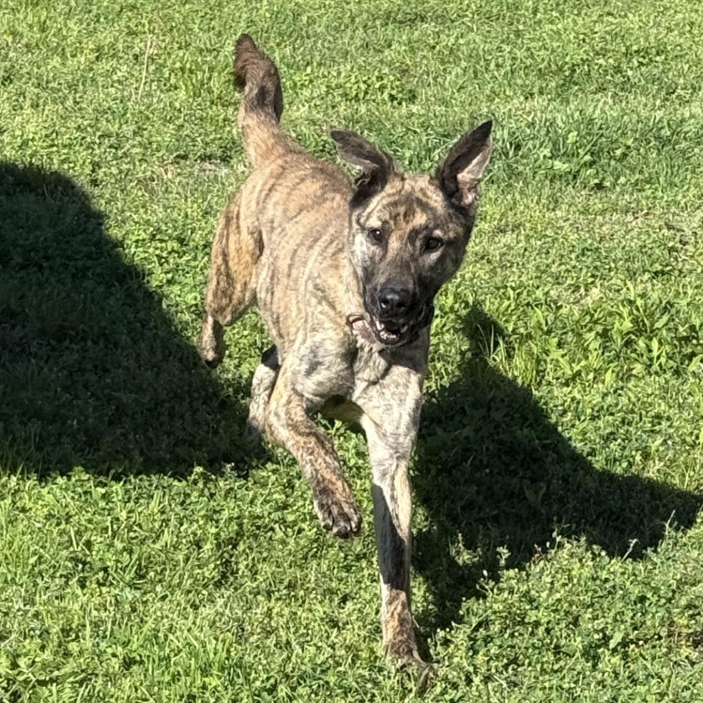 Enlarge Allison, a Adoptable mixed breed in Brenham, TX image 5/6