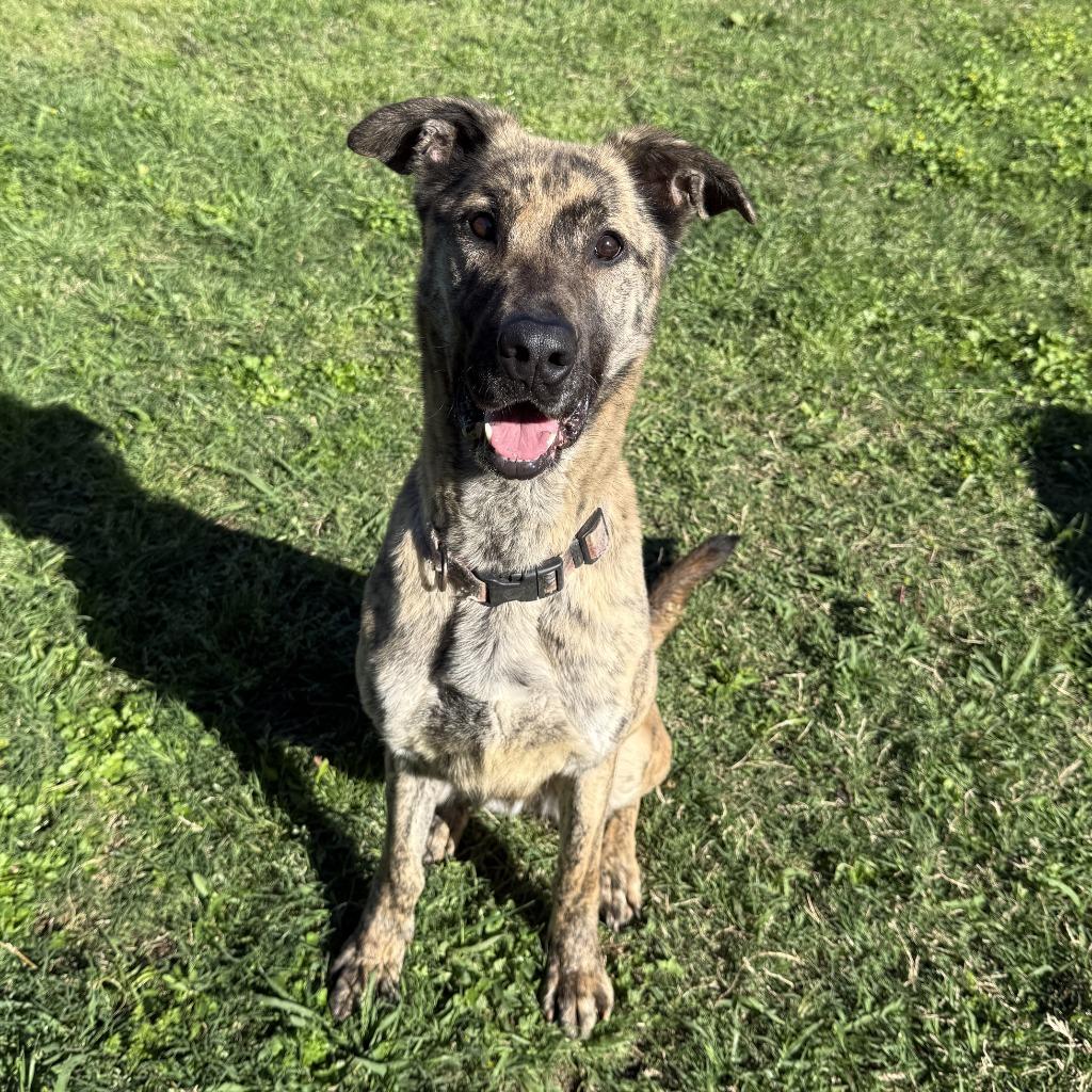 Enlarge Allison, a Adoptable mixed breed in Brenham, TX image 6/6