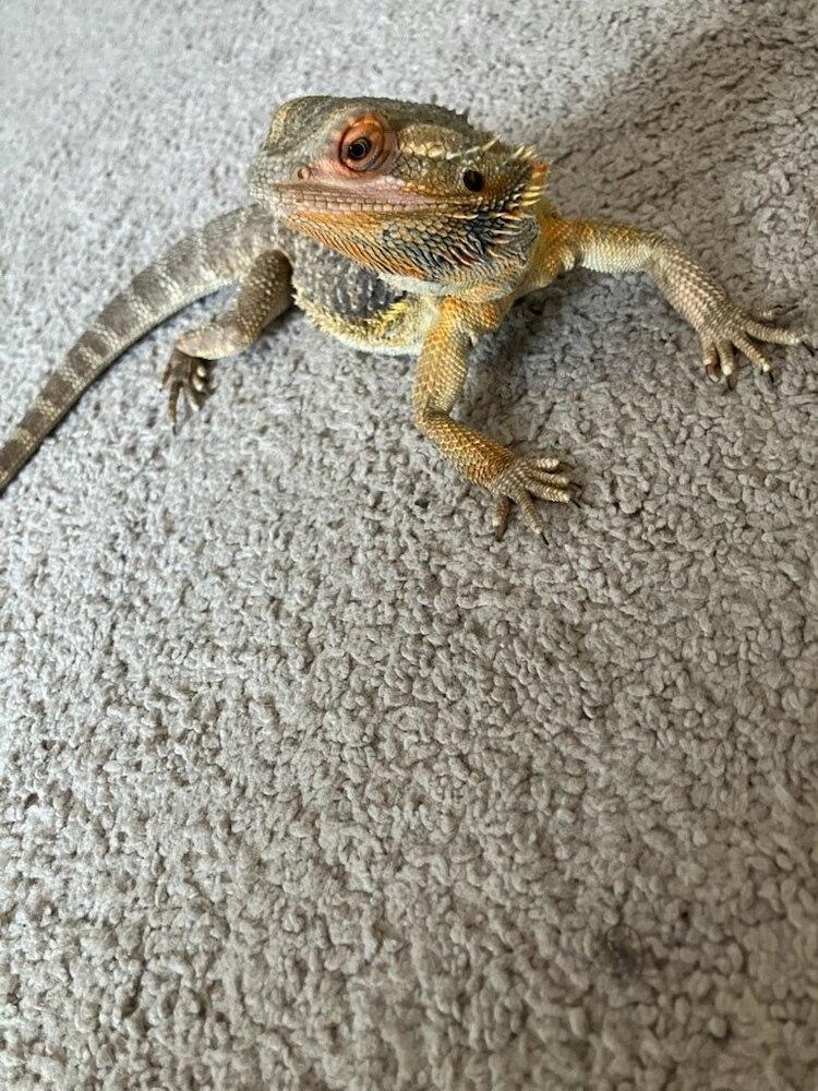 Enlarge Smoke, a Adoptable Lizard in Pasco, WA image 1/4