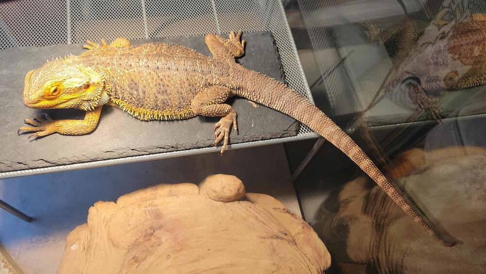 Enlarge Smoke, a Adoptable Lizard in Pasco, WA image 2/4