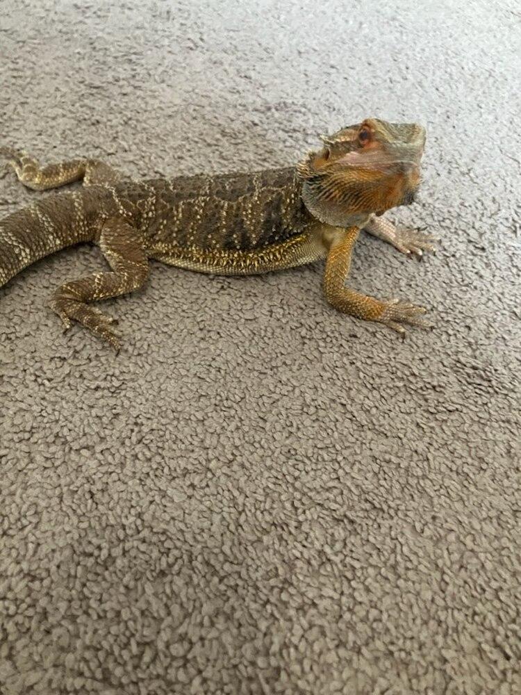 Enlarge Smoke, a Adoptable Lizard in Pasco, WA image 3/4