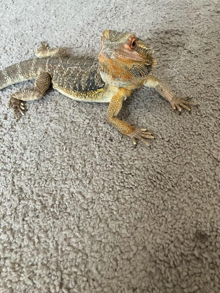 Enlarge Smoke, a Adoptable Lizard in Pasco, WA image 4/4