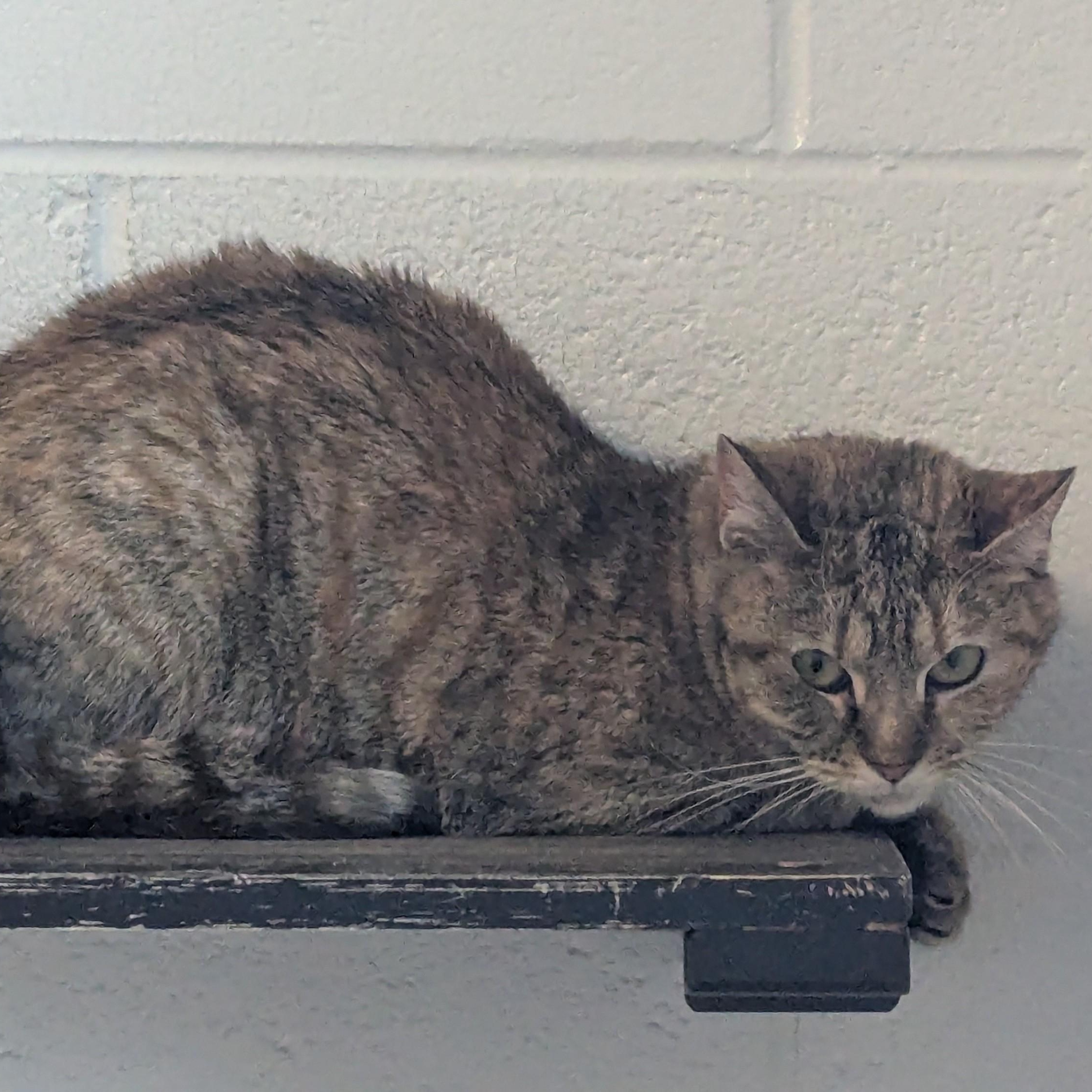 Lizzy, ADOPTABLE, Young Female Domestic Short Hair.