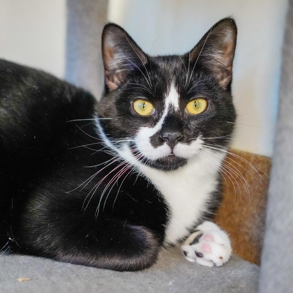 Can Opener, Adoptable, Young Male Domestic Short Hair.