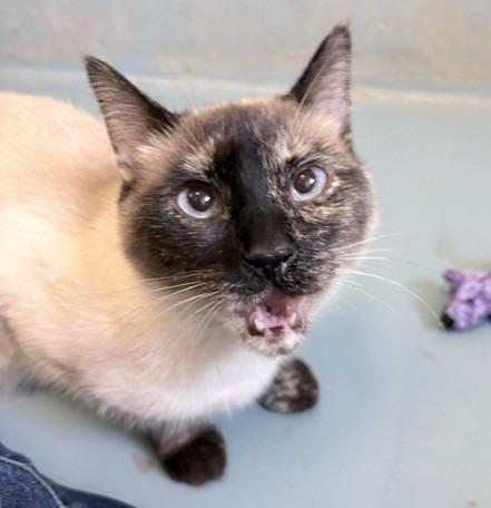 Opal, Adoptable, Young Female Siamese.