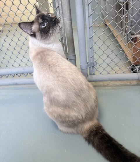 Opal, a Adoptable Siamese in Ogdensburg, NY image 2/4