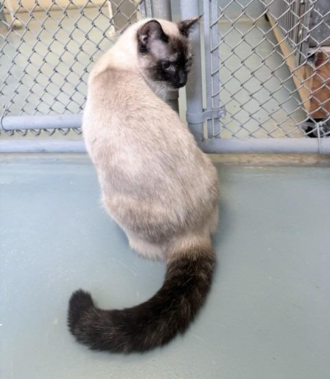 Opal, a Adoptable Siamese in Ogdensburg, NY image 3/4