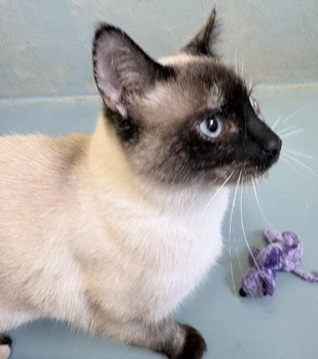 Opal, a Adoptable Siamese in Ogdensburg, NY image 4/4