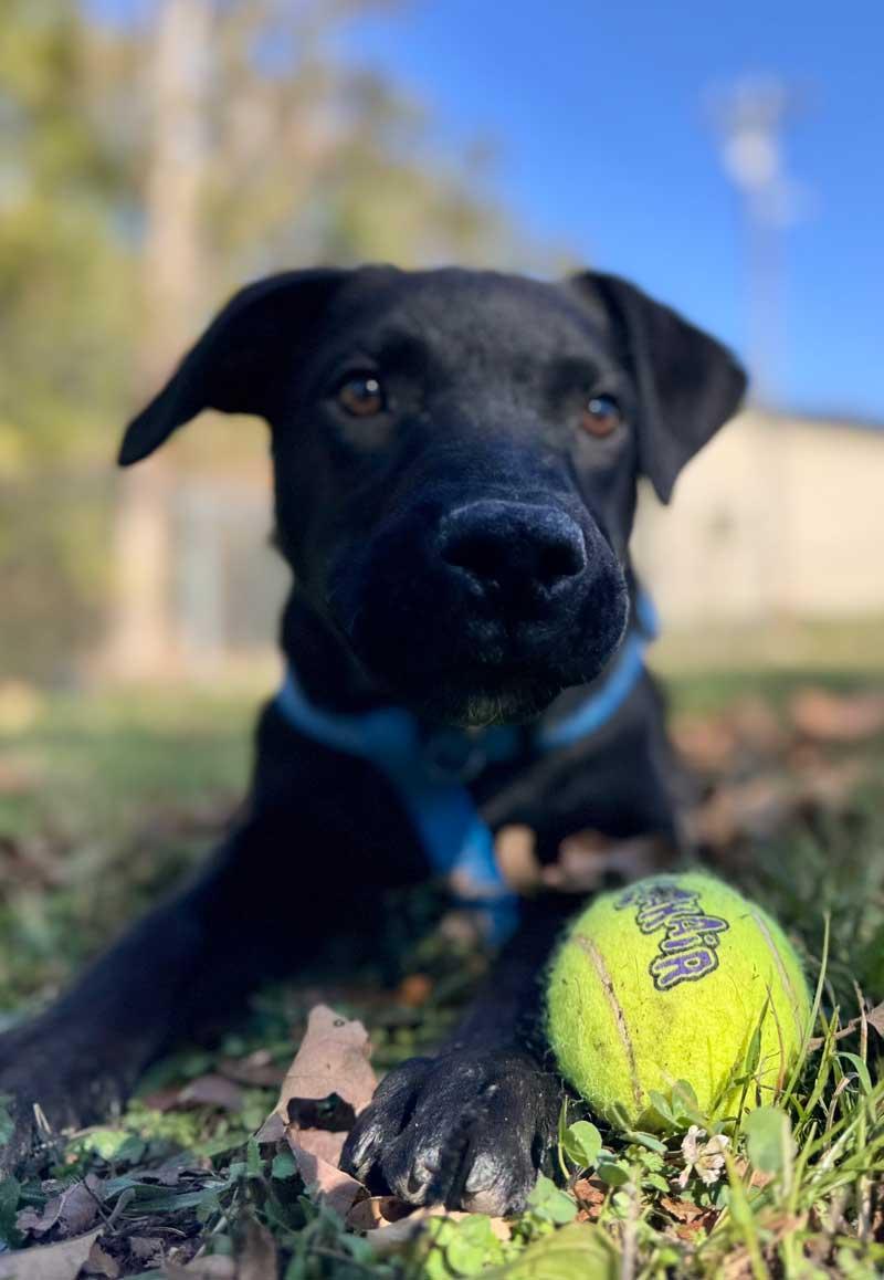 Enlarge Ricky, a Adoptable Black Labrador Retriever in Horseshoe Bend, AR image 1/4