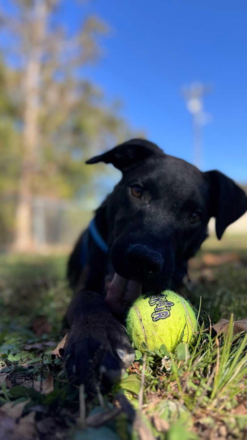 Enlarge Ricky, a Adoptable Black Labrador Retriever in Horseshoe Bend, AR image 2/4