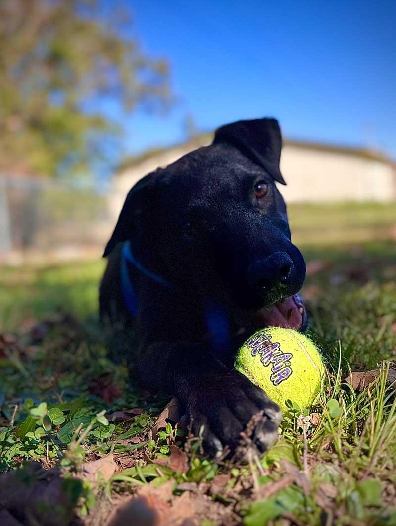 Enlarge Ricky, a Adoptable Black Labrador Retriever in Horseshoe Bend, AR image 3/4