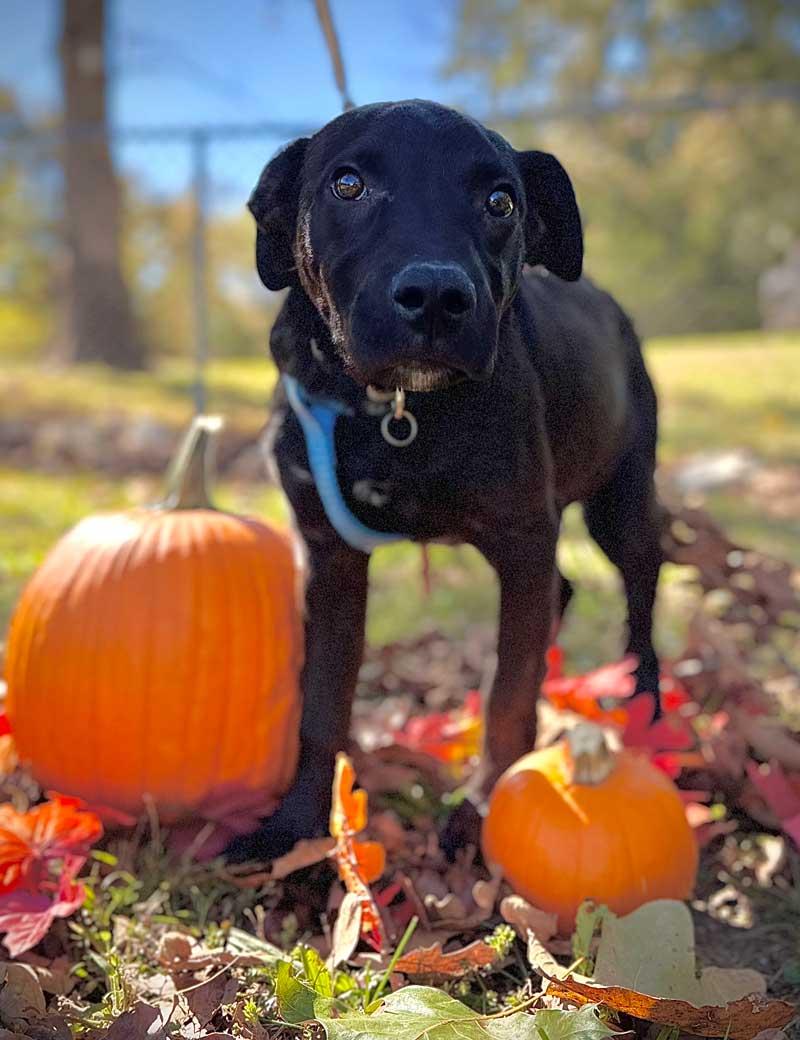 Enlarge Ricky, a Adoptable Black Labrador Retriever in Horseshoe Bend, AR image 4/4