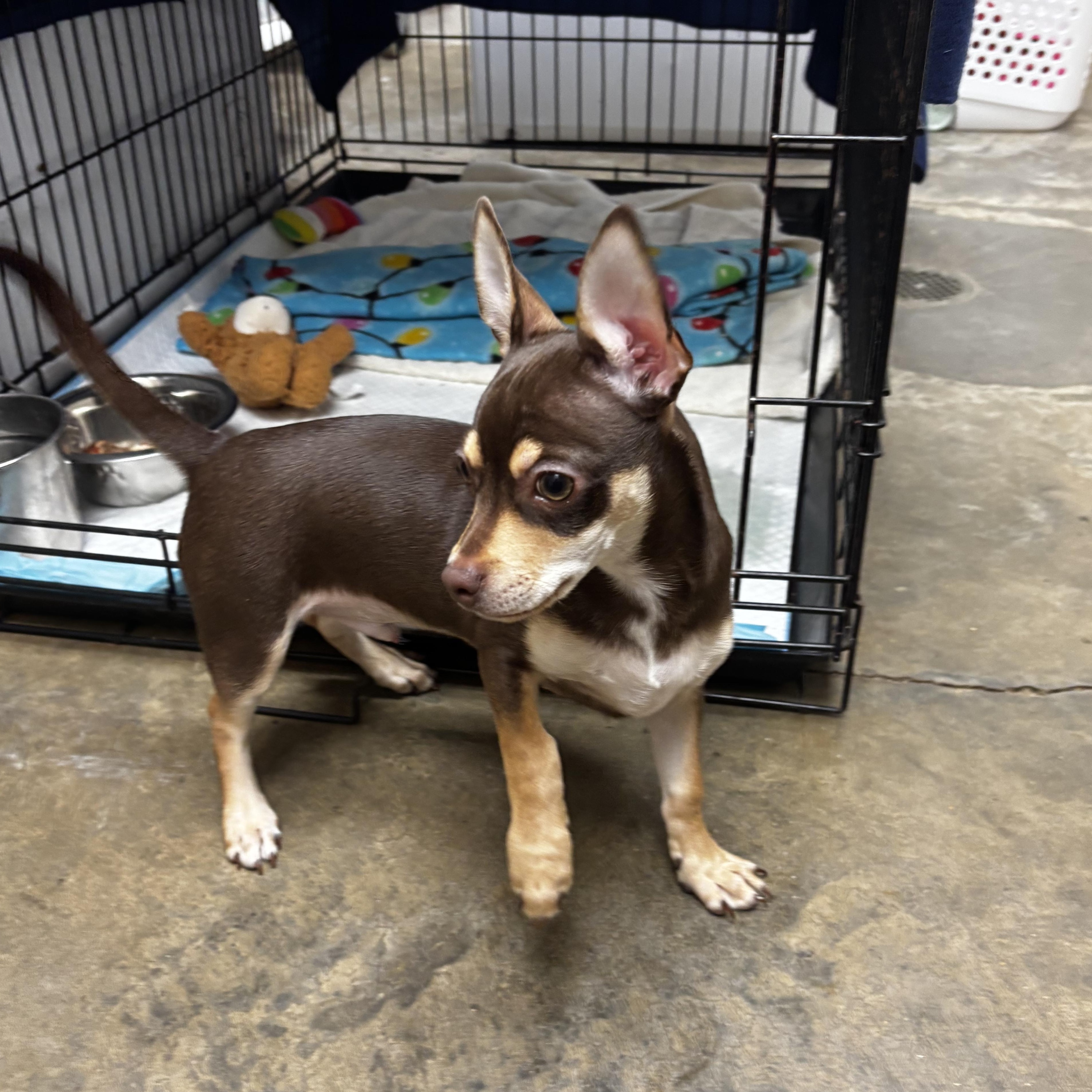Enlarge Rollo, an adoptable Chihuahua in Collierville, TN image 3/6