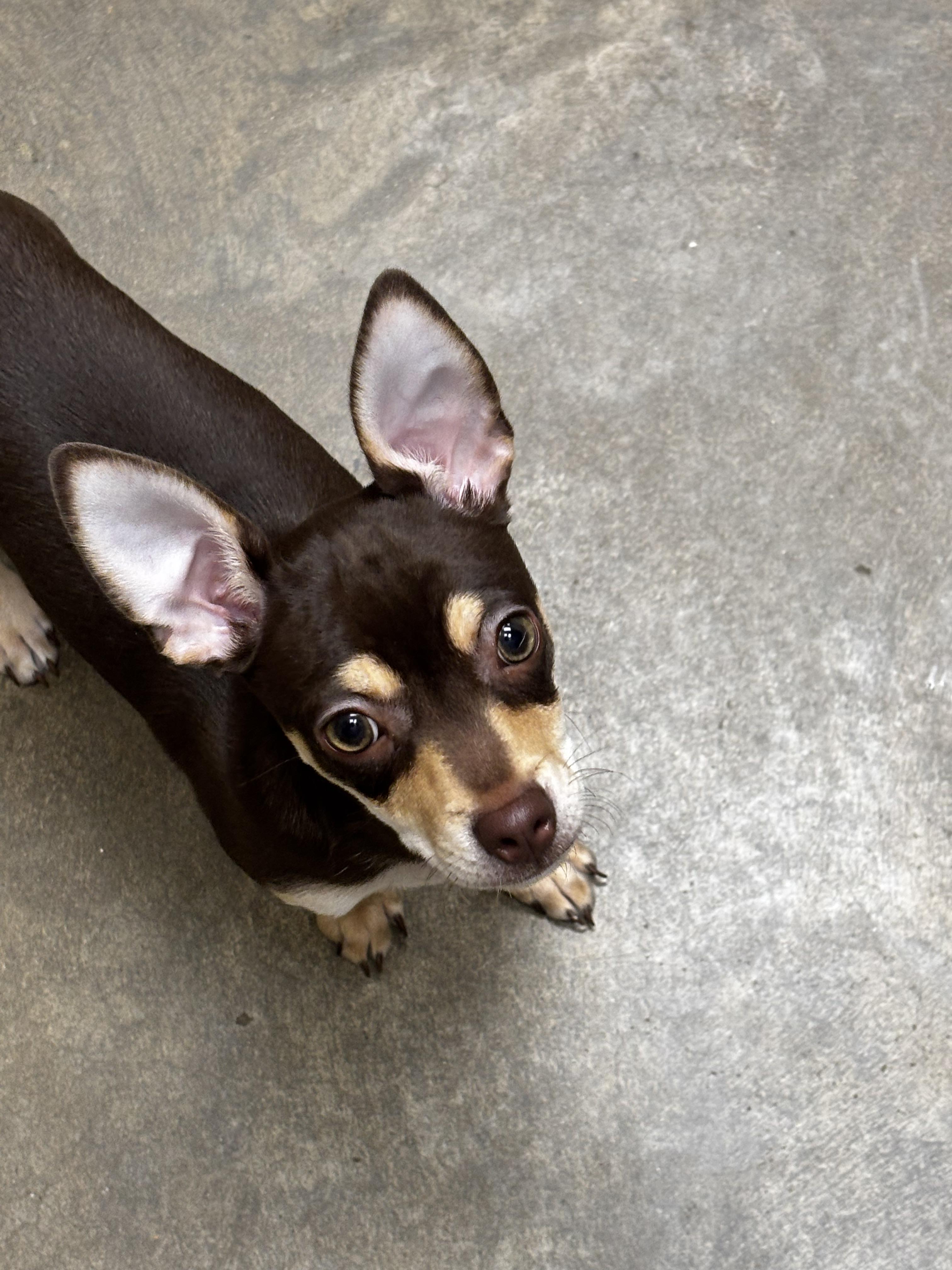 Enlarge Rollo, an adoptable Chihuahua in Collierville, TN image 4/6