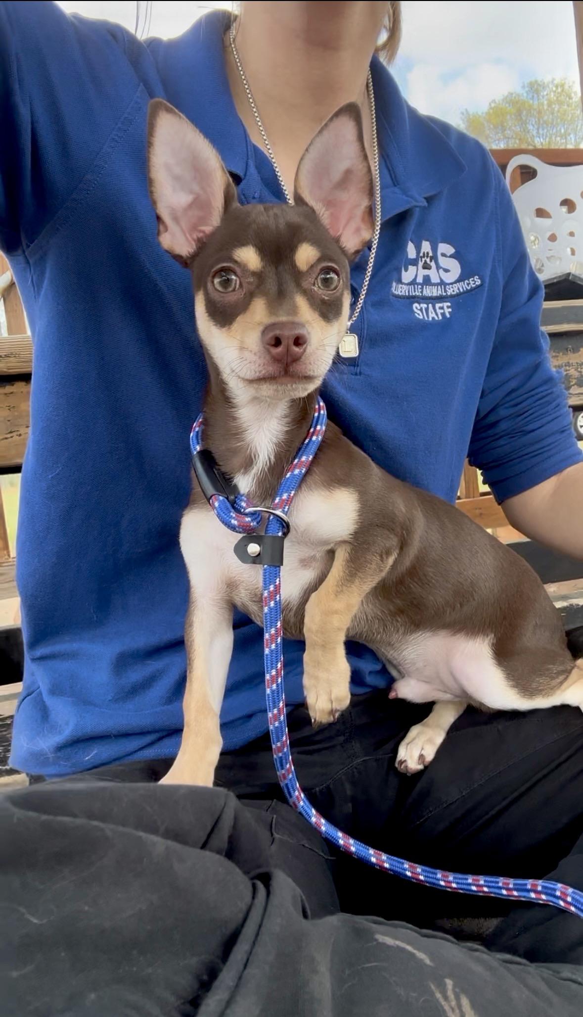 Enlarge Rollo, an adoptable Chihuahua in Collierville, TN image 5/6